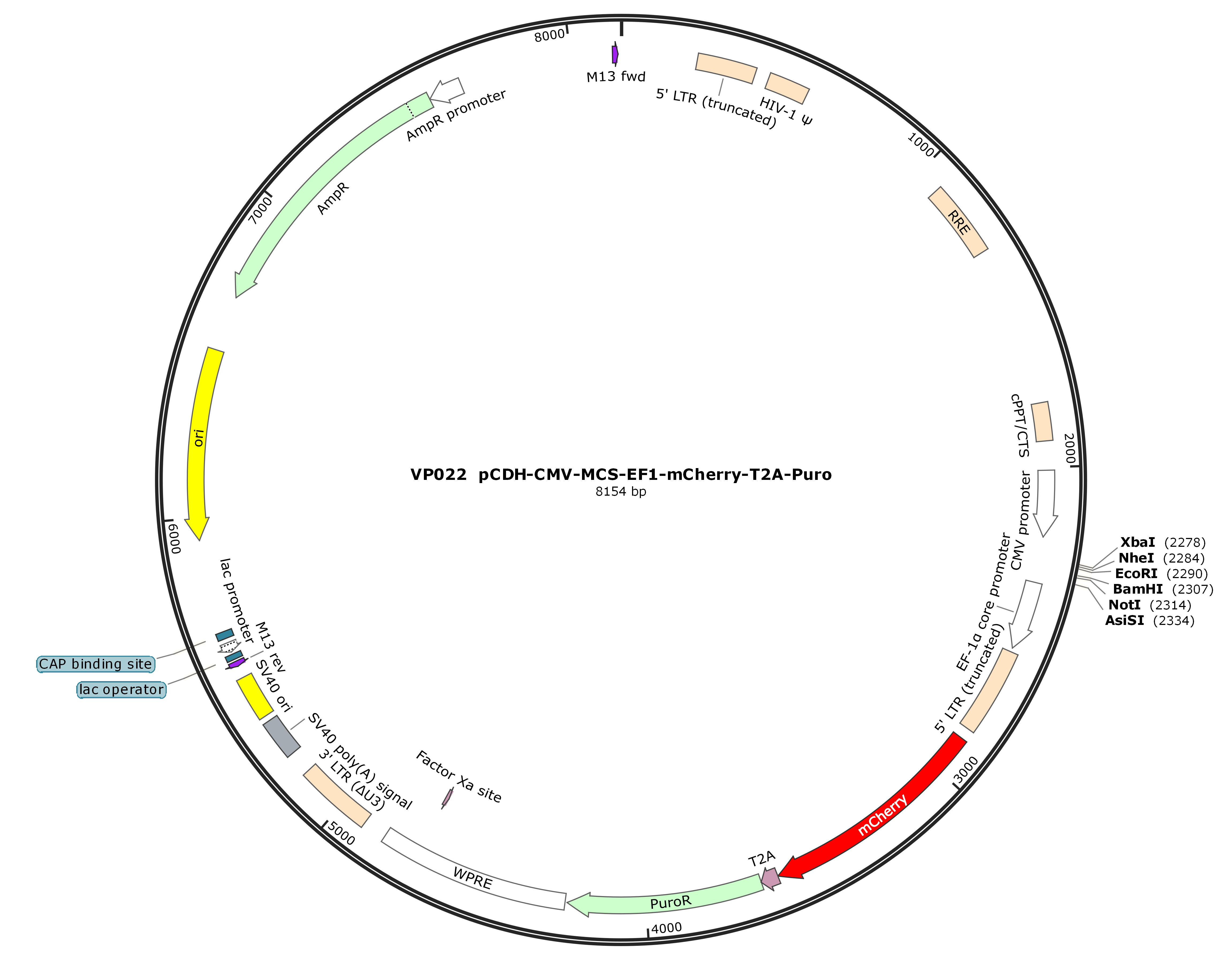 pCDH-CMV-MCS-EF1-mCherry-P2A-Puro
